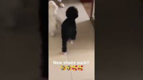 Cute Puppy Learns To Walk On Shoes