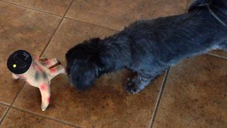 Cute Puppy Frightened By Halloween Toy