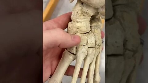 REAL Human Ankle Bones