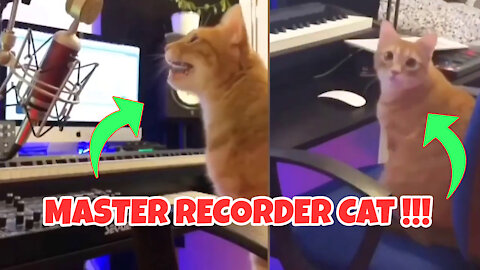 Cat Compose the music LOL !!!