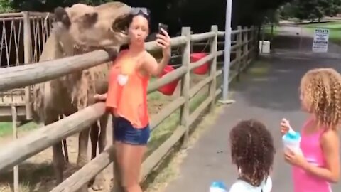 The camel tried to cut off the woman's head|Hungry camel