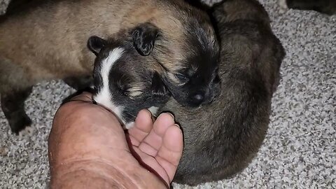 16 day old Noble Bear litter. Caucasian Ovcharka, Tibetan Mastiff and American Akita