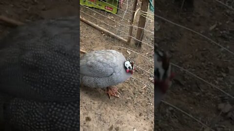 Guinea hens have been locked up to stop goannas raiding nests