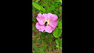 Bee pollinating Wildrose Deschutes National Forest