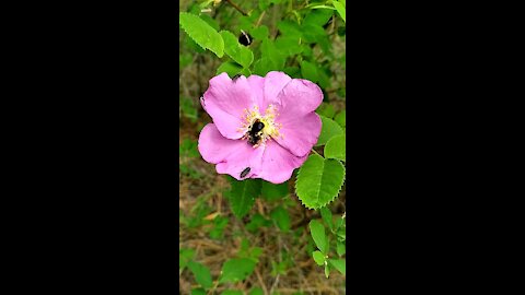 Bee pollinating Wildrose Deschutes National Forest