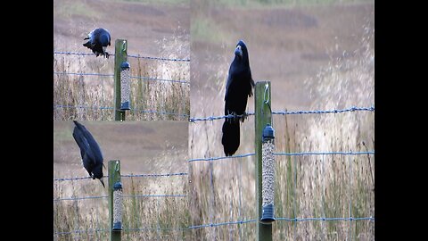 A Rook Finds an Original Way To Extract Food from a Bird Feeder