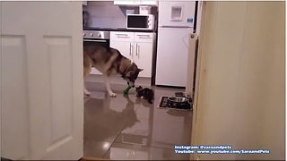 Husky plays fetch, kitten tries to join in