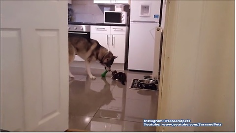 Husky plays fetch, kitten tries to join in