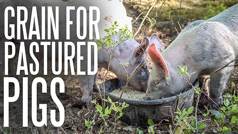 How Much Do Pastured Pigs Eat?