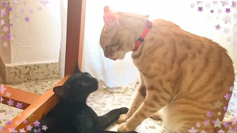 Best Medicine Against Anxiety! Watch Cat Take Care Of Kitten