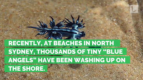 Bizarre Blue Dragon-Like Creatures Wash Up on Beach, Experts Warn Not to Touch