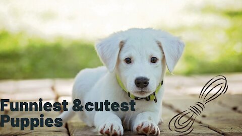 Cute baby animals videos compilation cutest moment of the the animals
