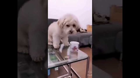 Funny Dogs Video 2021-Try Not To Laugh 🐕🤣