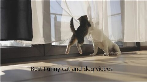 Funniest Animals 2023 😂😂 Best Cats and Dogs Videos 🐶😸