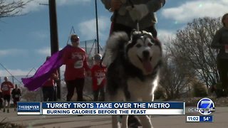 Turkey trots take over the metro area