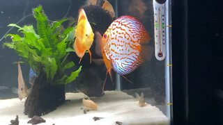 Discus, angels and Cory cats