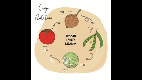 The Vegetable Gardener's Guide To Crop Rotation