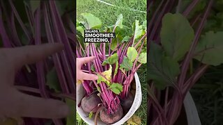 Grocery Shopping In The Garden #gardenharvest #zone3gardening #gardensupper