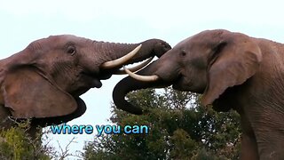 "Encounter the Magnificent Giants of Addo Elephant Park - A Safari Adventure of a Lifetime"