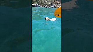 Ares swims with ease in open water