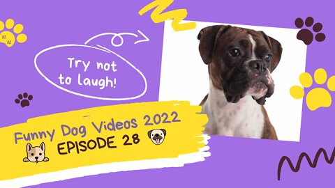 🐶 Funny Dog Videos 2022 🐶 EPISODE 28 🤣 It’s time for ANOTHER LAUGH with these crazy dogs 🐕