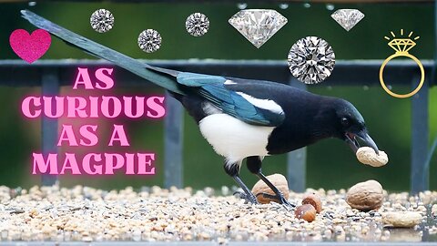 As Curious As A Magpie