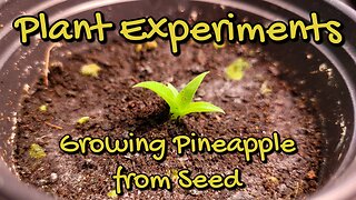 Growing Pineapple from Seed!