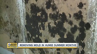 Removing mold in humid summer months