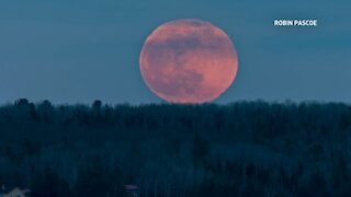 Sky-gazers capture the 'super pink moon' in all of its glory