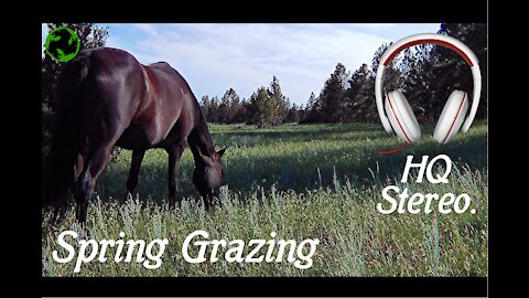 My Morgan Horse Enjoying Spring Grazing. (HQ sound-ASMR for horse people)