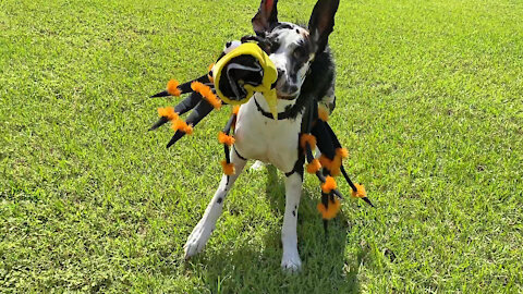Great Danes Have Fun As Halloween Spider and Bumble Bee