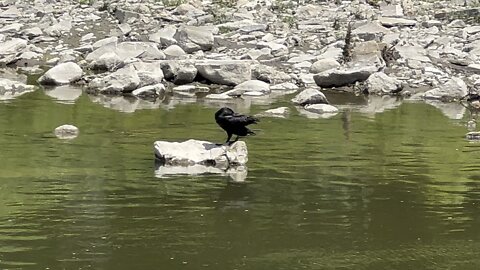 Cormorant just chilling