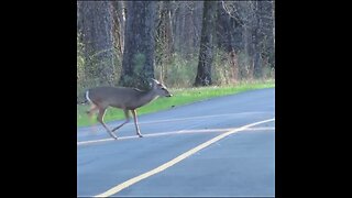 Deer on the Road
