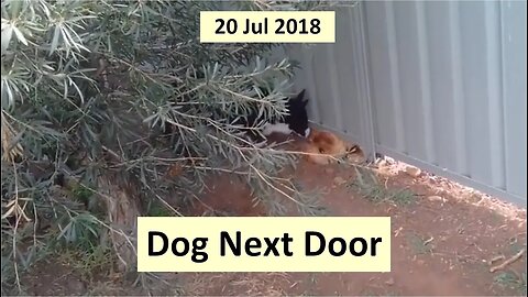 20 Jul 2018 - Dog Next Door
