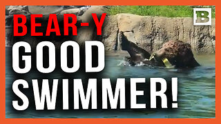 Bear-y Good Swimmer! Oakland Zoo Bear Shows Off in Early Morning Dip