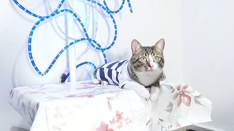 A Cute Cat with Blue Stripes