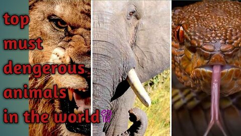 Top must dengerous animals in world 🌎