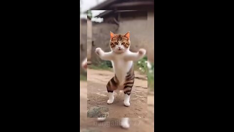 Funny cat dance #funnycat #funnydance