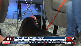 Pet of the Week: Two-year-old River