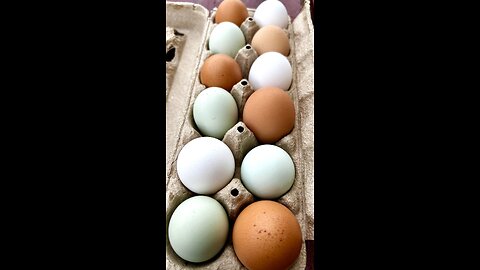Cash In Your Coop! Selling Backyard Chicken Eggs