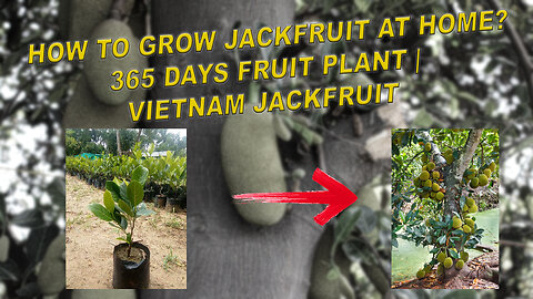 How to Grow Jackfruit at Home? 365 Days Fruit Plant | Vietnam Jackfruit