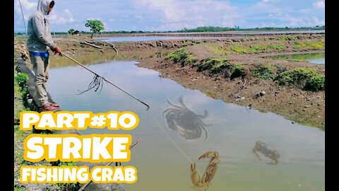 In the pouring rain we found a lot of big crabs 🦀🦀