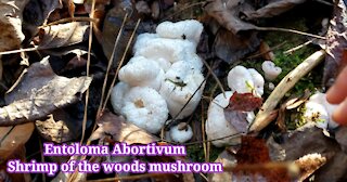 EP1: Foraging Shrimp of the woods, Entoloma abortivum