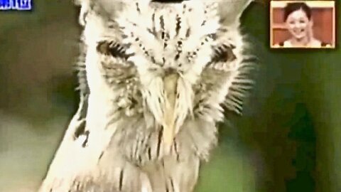 Shapeshifting Transformer OWL ...Strange Creature Defense Mechanism