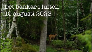 Det bankar i luften 10 augusti 2023