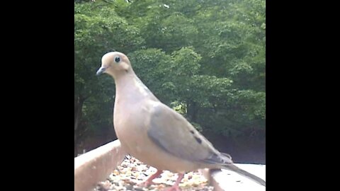 Very Pretty Mourning Dove Looking at The Camera