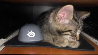 Ce chaton s'endort sur le bureau de sa maîtresse