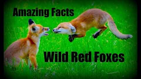 🦊 Amazing facts about the life and behaviours of the Wild Red Fox - AJAX TV+ documentary