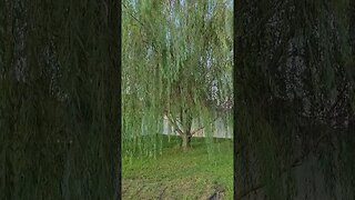 Willow Tree