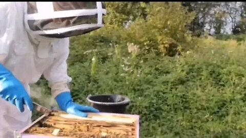 Les 04 saisons de l'apiculture : hivernage, butinage printemps, butinage été et mise à l'hivernage